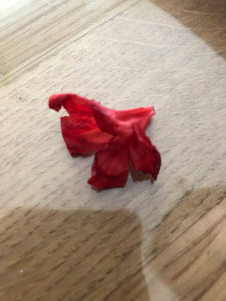 さなまあならさんの投稿画像 月4月30日 Greensnap グリーンスナップ