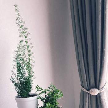 ドイトの投稿画像一覧 Greensnap グリーンスナップ