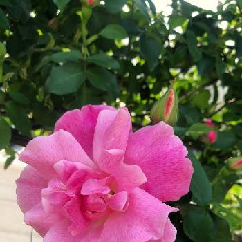 バラ　スパニッシュ　ビューティーの画像 by ピオニアミルクさん | 広い庭とバラ　スパニッシュ　ビューティーとおうち園芸