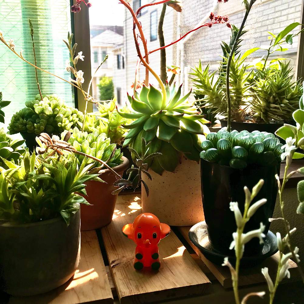 花芽の投稿画像 By Ma0xさん 多肉植物と窓際族とハオルシア属 と鉢植えと花のある暮らしと多肉花芽と育成中 月4月30日 Greensnap グリーンスナップ