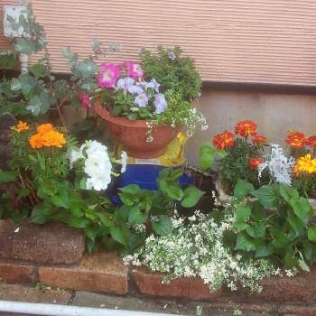 植えかえ♪の画像 by Na-Rotanさん | 玄関と寄せ植えとおうち園芸とマリーゴールド 黄色  オレンジとペチュニア♡と花いっぱいと植えかえ♪
