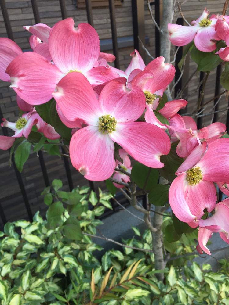 花水木 はなみずき ピンク色の投稿画像 By まこちんさん 月4月30日 Greensnap グリーンスナップ
