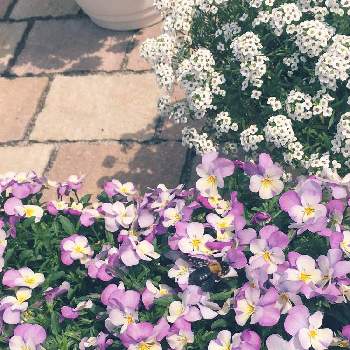 ビオラ ピンクレモンリップの投稿画像一覧 Greensnap グリーンスナップ