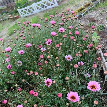 マーガレット*の画像 by フラワーさん | 小さな庭とピンク！ピンク！ピンク！とマーガレット*と可愛いいよねとおうち園芸と花のある暮らし