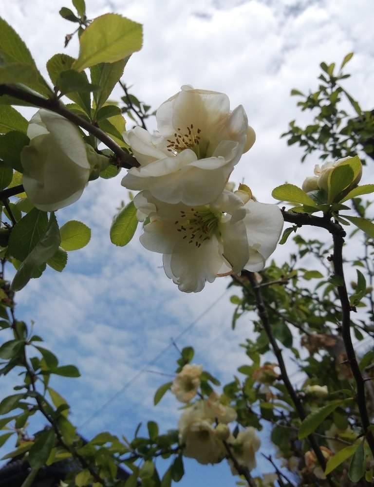 ボケの投稿画像 By ユーミさん 野の花と白ボケ と 青空 と山野草とボケ属とバラ科と散策と花のある暮らしとカエノメレスと落葉低木 月4月30日 Greensnap グリーンスナップ