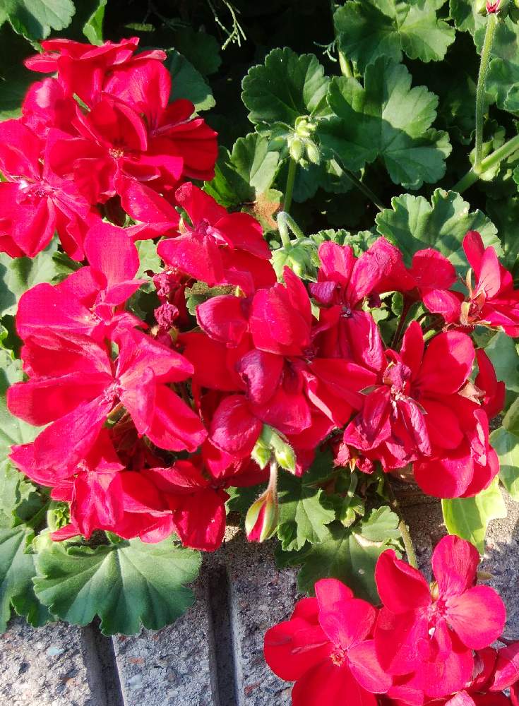 ゼラニウムの投稿画像 By Yoshimiさん 月4月30日 Greensnap グリーンスナップ