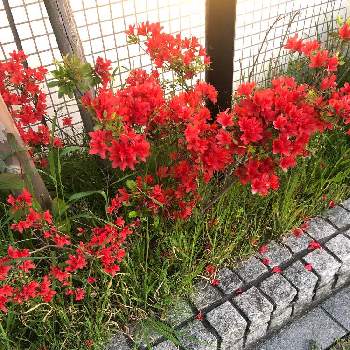 さなまあならさんの投稿画像 月4月30日 Greensnap グリーンスナップ