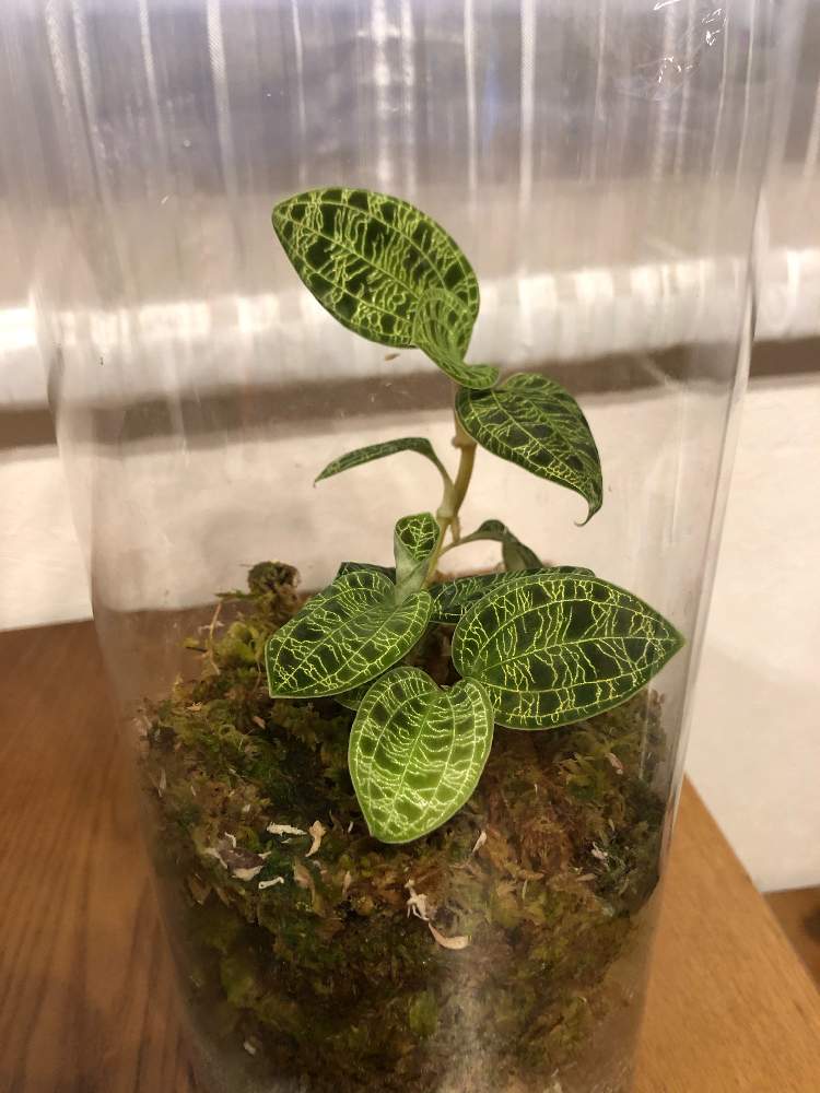 大株❣️ ジュエルオーキッド マコデスペトラ 斑入り 【公式通販】