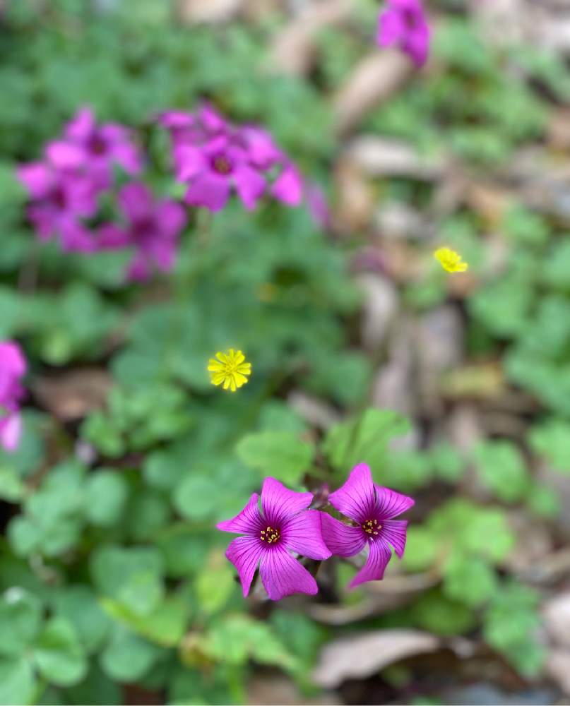 ベニカタバミの投稿画像 By 湘南smileさん 庭の花と花のある暮らしと4月の花と花の名前なんだろう 月4月30日 Greensnap グリーンスナップ