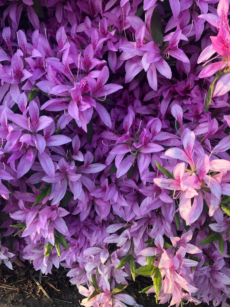 ツツジの投稿画像 By ひろりんさん モチツツジ 花車と花びらが細長いと素敵 とピンク ピンクときれい と可愛い と美しい といやされる と夕ウォークで出逢えたお花 月4月30日 Greensnap グリーンスナップ