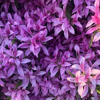 花びらが細長いの投稿画像一覧 Greensnap グリーンスナップ