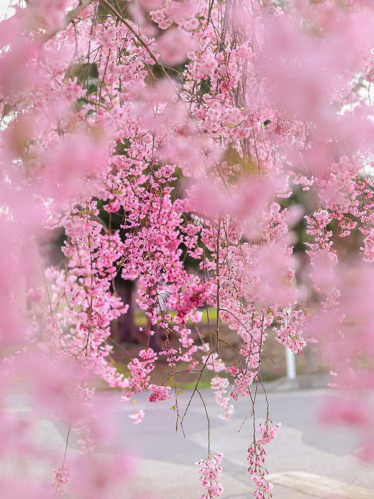 お出かけ先の投稿画像 By Emuzupapaさん 桜フォトコンとgs映えとgs日和と枝垂れ桜 とおうち園芸と絶景と夜桜と風景とガーデニングと花のある暮らしときれいな景色とさくらと 透き通る美しさと花景と色あざやかと桜フォトコンとgs映えとgs日和と枝垂れ桜 と