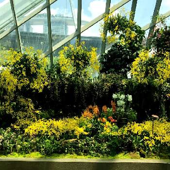 シンガポールで出会った植物の画像 by になさん | 洋らん展とシンガポールで出会った植物とおでかけ先と旅行先とキラキラ✨と公園と幸せの黄色いお花