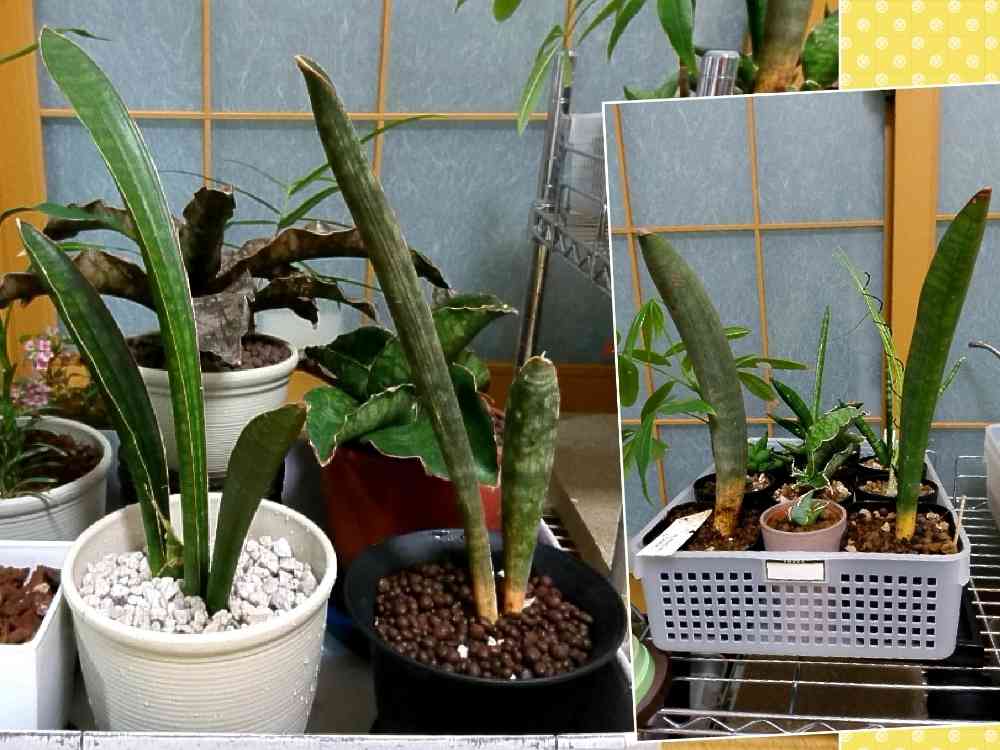 サンスベリア ハリー ベースボールバットの一覧|🍀GreenSnap サンスベリア ハリー ベースボールバットの一覧|🍀GreenSnap