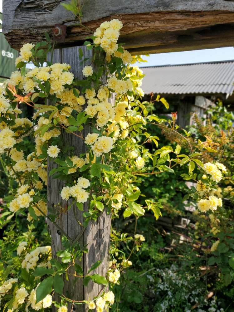 モッコウバラの投稿画像 By Beargrass ベアグラス さん 春のガーデニングと花壇と岐阜県と職場にてとガーデニングと花のある暮らしと楽しい時間 月4月30日 Greensnap グリーンスナップ
