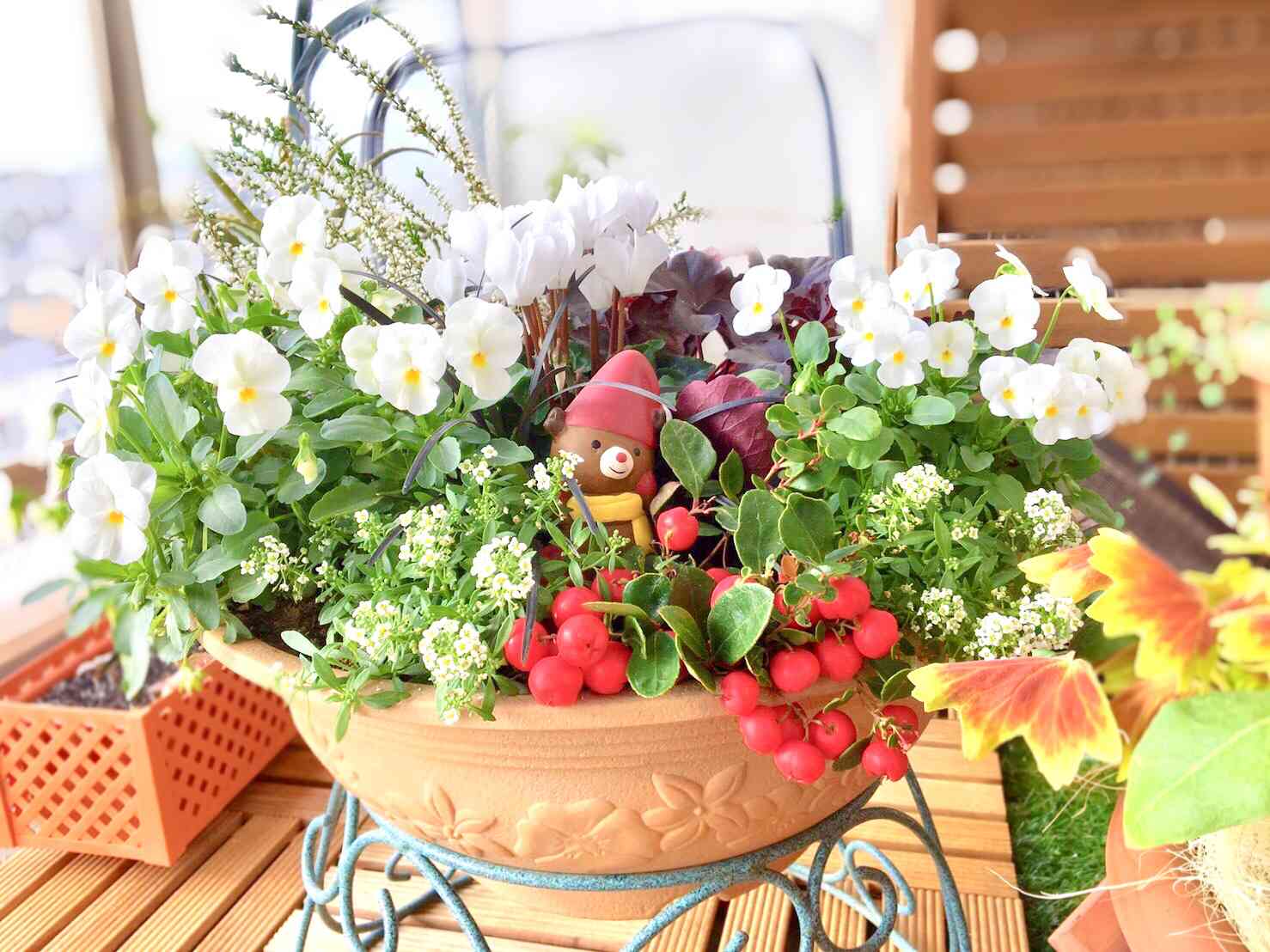 チェッカーベリーとわたし｜🍀GreenSnap（グリーンスナップ）