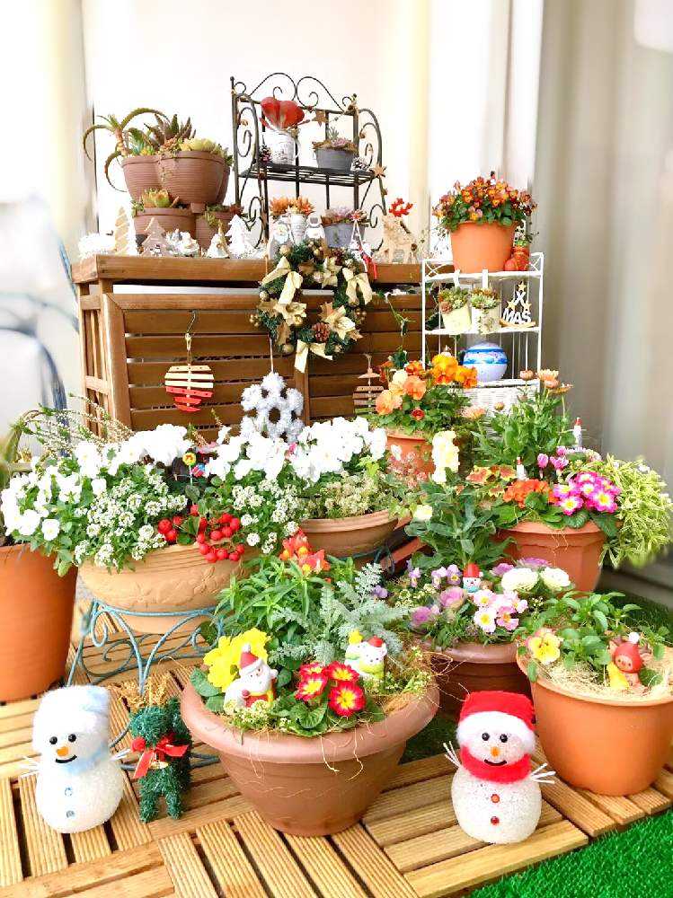 チェッカーベリーとわたし｜🍀GreenSnap（グリーンスナップ）