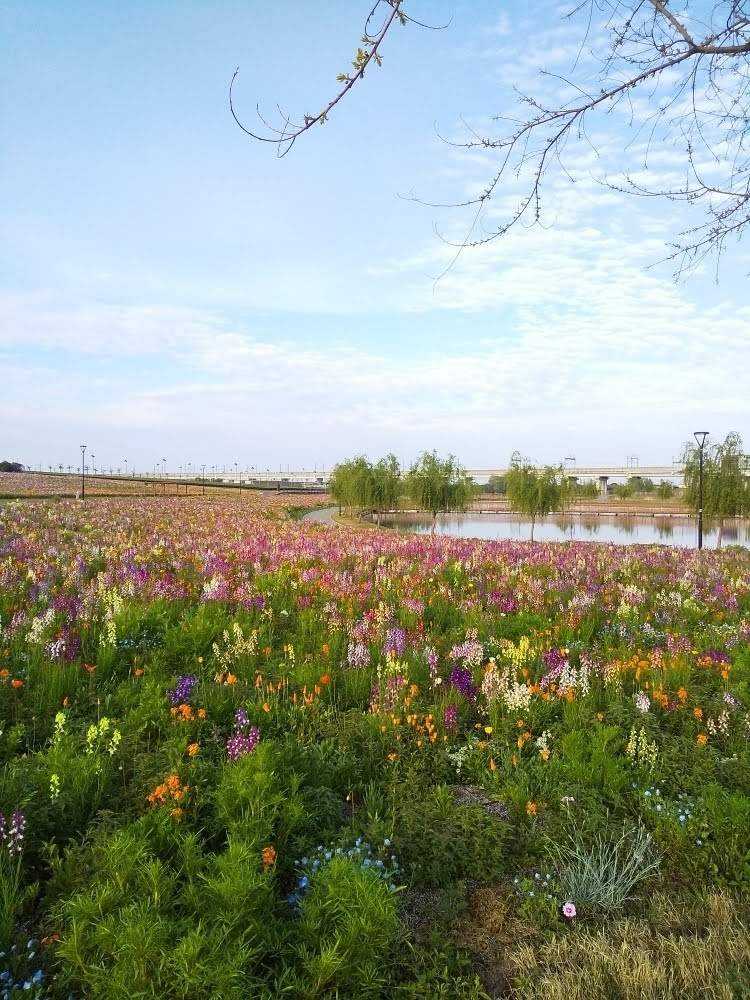 春真っ盛り 筑後広域公園 Part 2 Greensnap グリーンスナップ