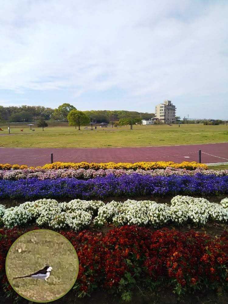 春真っ盛り 筑後広域公園 Part 2 Greensnap グリーンスナップ