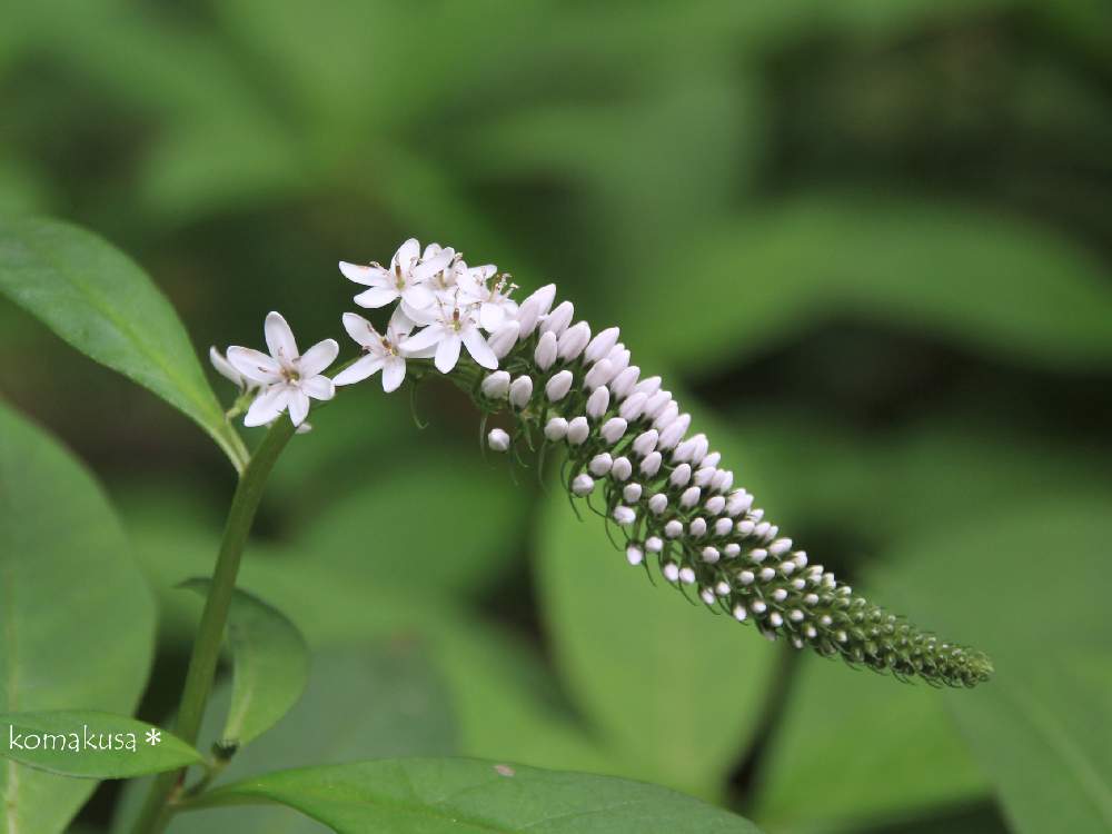 オカトラノオの投稿画像 By こまくささん 19 7撮影とオカトラノオ属とお寺の境内と山野草と一眼レフ撮影とサクラソウ科と多年草 月5月1日 Greensnap グリーンスナップ