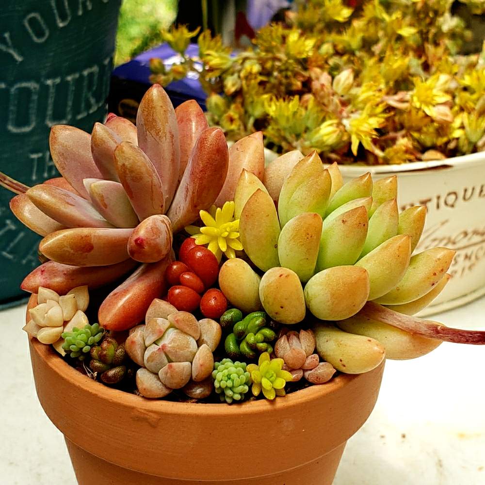 多肉植物の投稿画像 By 栗もなかさん 熊本と寄せ植えとおうち園芸と おうち園芸 フォトコンテストと多肉おばちゃん 月5月1日 Greensnap グリーンスナップ