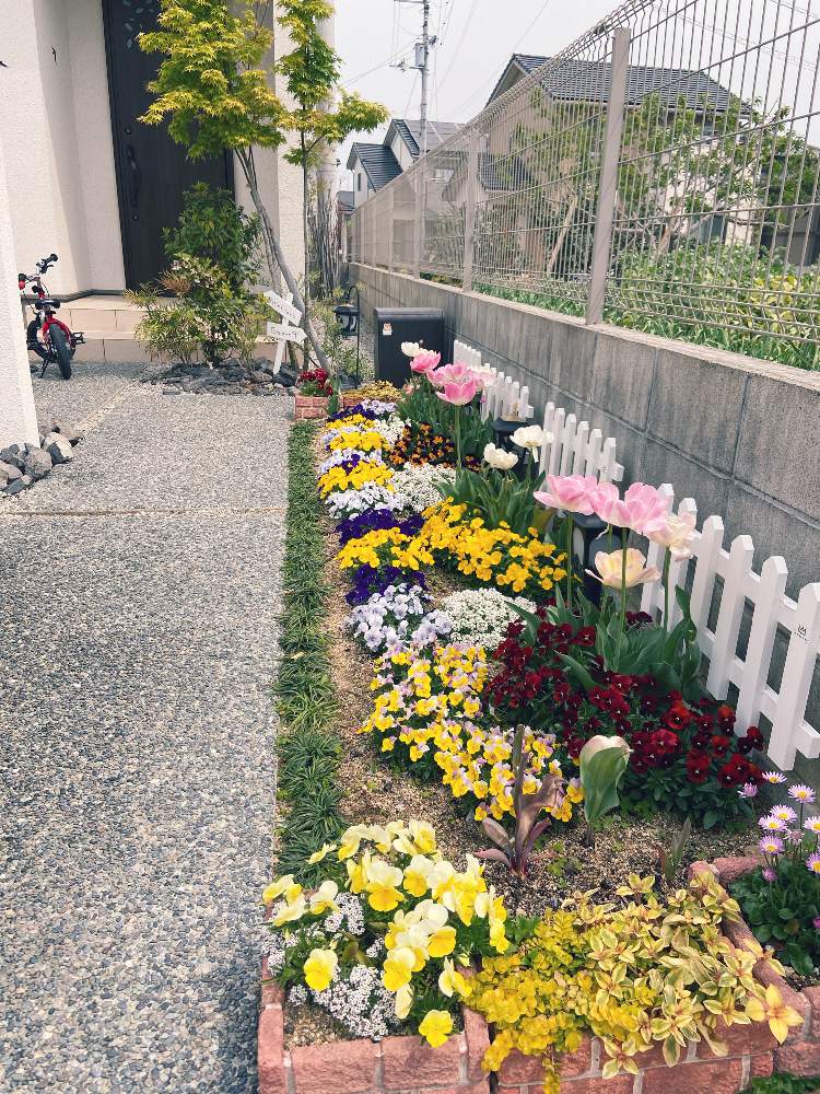 アプローチの投稿画像 By Fumofumoさん 素敵な庭にしたい とおうち園芸と我が家の花壇とまだまだ初心者と花のある暮らしと素敵な 庭にしたい とおうち園芸と我が家の花壇とまだまだ初心者と花のある暮らし 月5月1日 Greensnap グリーンスナップ
