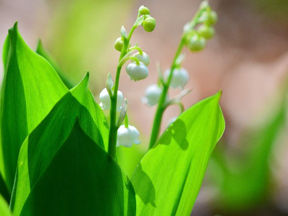 スズランの投稿画像 By ヒマワリさん 小さいお花が可愛いと春のお花と植物のある暮らしと今日の花写真とかわいい と癒しと花のある暮らしと白い花と花が好き 月5月1日 Greensnap グリーンスナップ