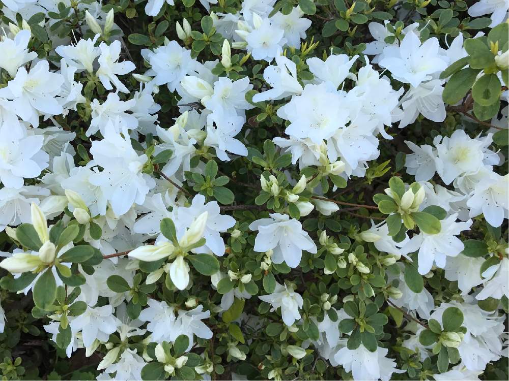 サツキの投稿画像 By 和ちゃんやでさん 白いと美しいと綺麗と可愛いと白い花といやされると素敵と白いと美しいと綺麗と可愛いと白い花といやされると素敵 月5月1日 Greensnap グリーンスナップ Greensnap グリーンスナップ