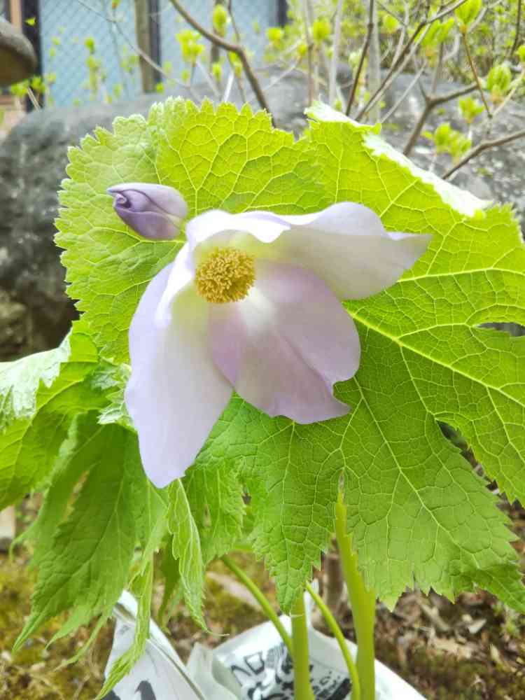 シラネアオイの花が咲くまで｜🍀GreenSnap（グリーンスナップ）