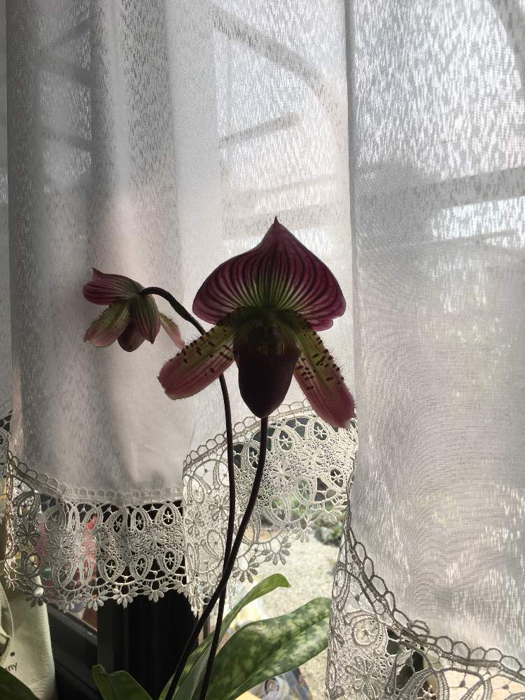 Candyさんの投稿画像 05 01 10 12 54 0 Greensnap グリーンスナップ Greensnap グリーンスナップ