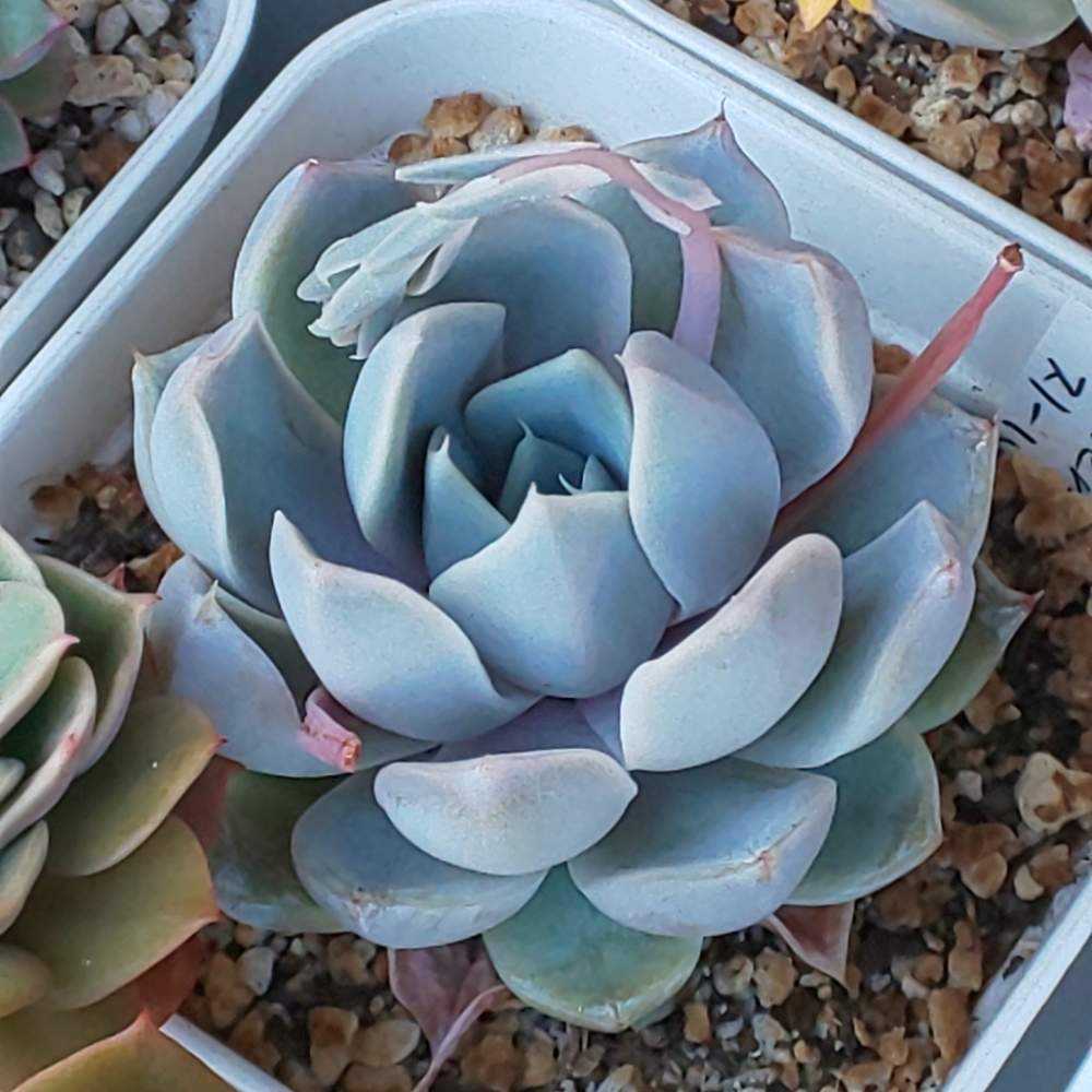 ❀269 スノーバニーの生長記録 2022.05.19更新｜🍀GreenSnap（グリーン