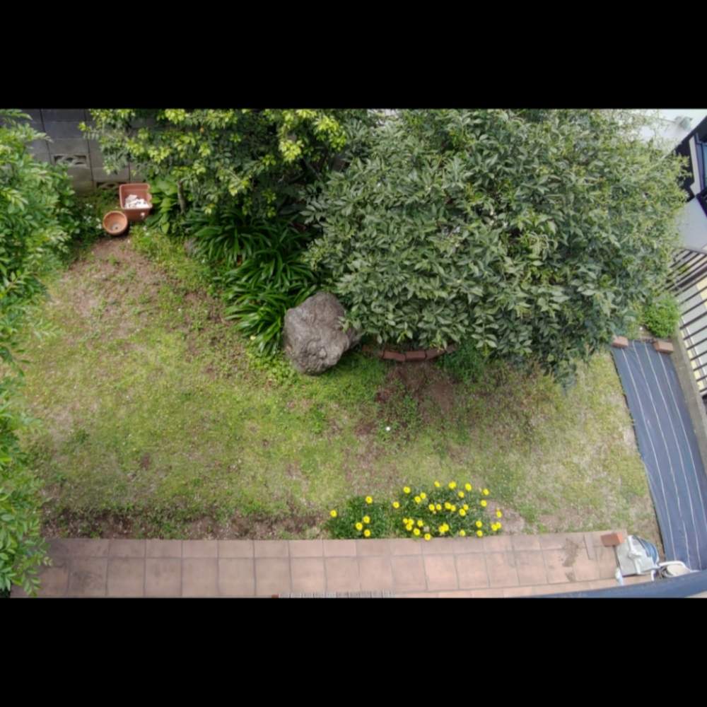 ガザニアの投稿画像 By れいささん シマトネリコとゆずと芝といいたいがほぼ苔と芝といいたいがほぼ雑草とおうち園芸とdiyと芝生の庭とガーデニングと 芝張りdiy 月5月1日 Greensnap グリーンスナップ