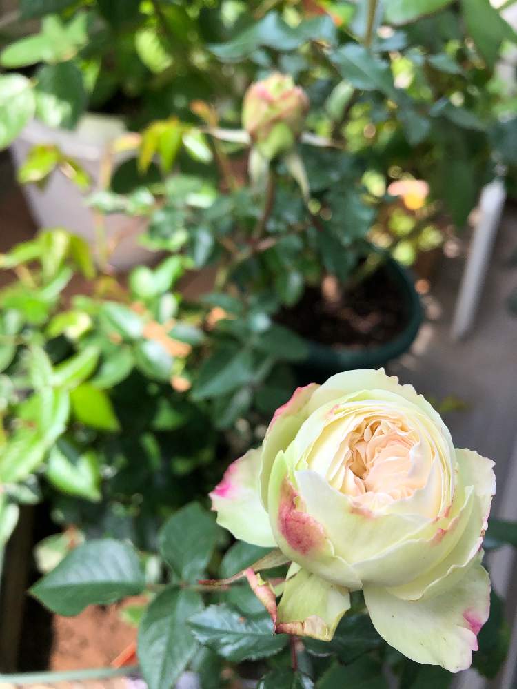 ボレロの投稿画像 By ととさん 花の香りとばら バラ 薔薇とボレロ バラとおうち園芸といい香りと花のある暮らしと薔薇 とバラ ミニバラといい香り といい匂い とバルコニスト 月5月1日 Greensnap グリーンスナップ