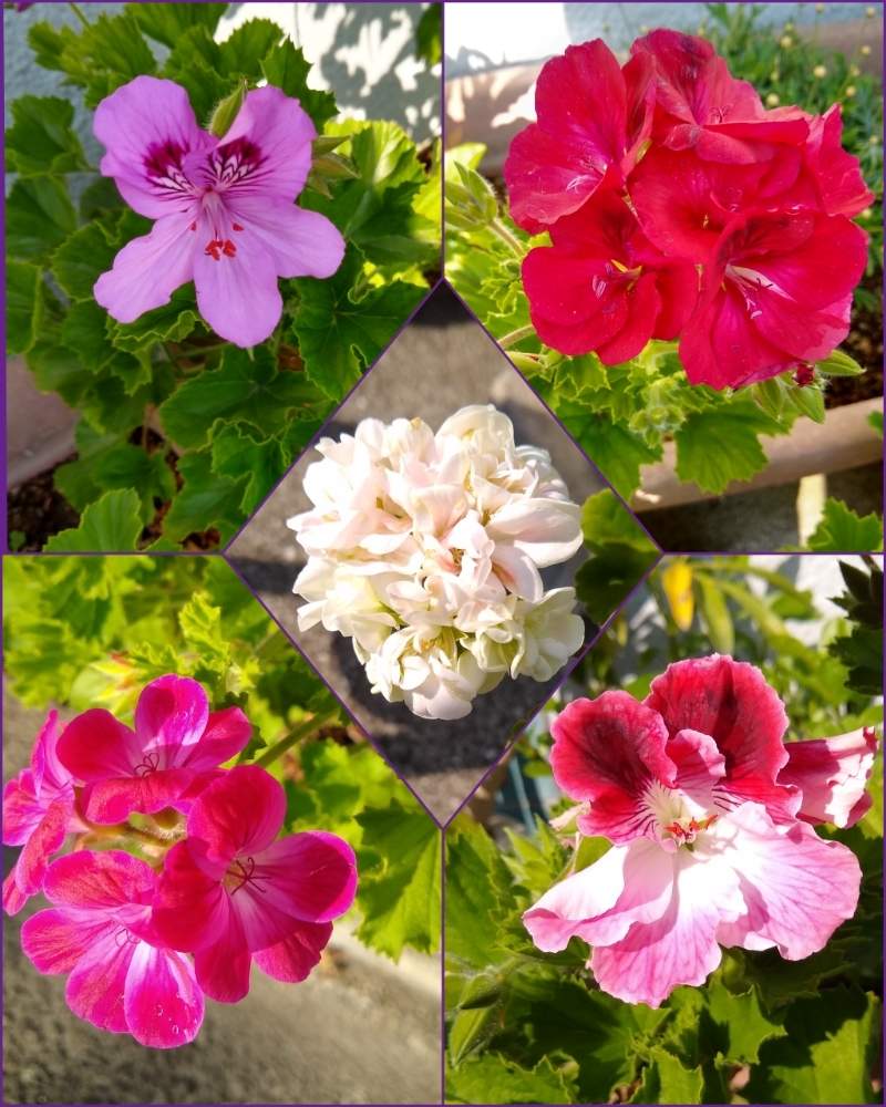 アイビーゼラニウムの投稿画像 By 合歓の木さん 八重咲きゼラニウムとペラルゴニウムホルトルムとペラルゴニウムクランテイフロラとペラルゴニウムキュキュラタムとお出かけ先と爽やかな朝に と花トークと M Family と穏やかに暮らすと花のある暮らしと朝のお散歩