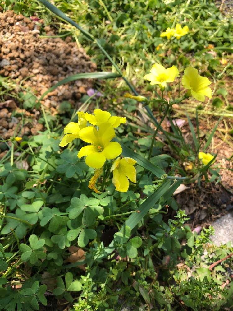 オオキバナカタバミの投稿画像 By たこすさん 月5月1日 Greensnap グリーンスナップ