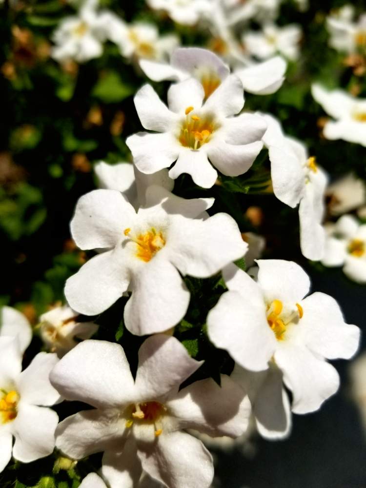 バコパの投稿画像 By Chiさん 白い花と花のある暮らしといい天気 月5月1日 Greensnap グリーンスナップ