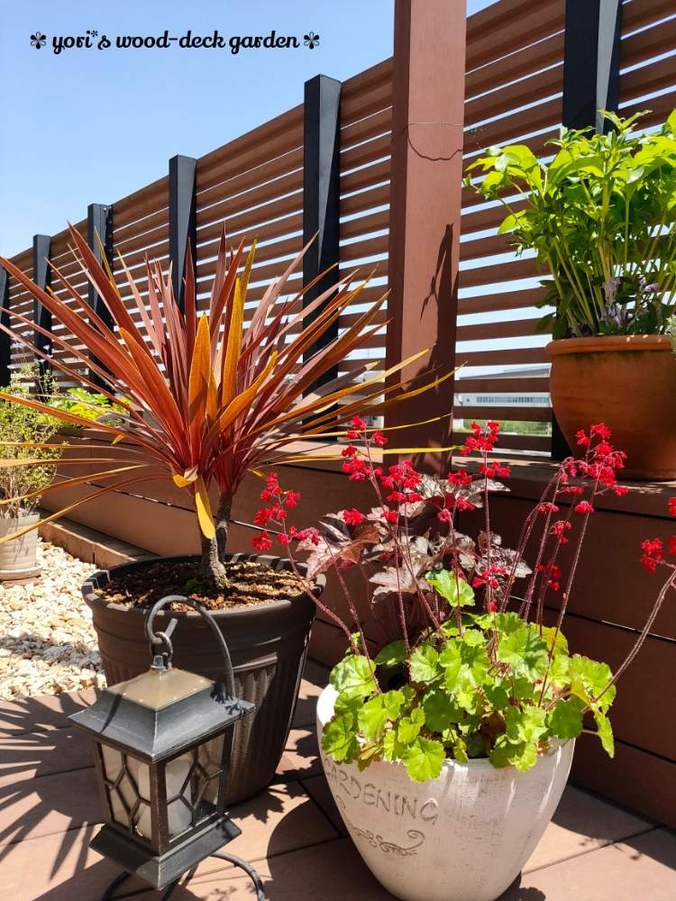 ヒューケラの投稿画像 By Yori さん コルジリネとコルジリネ レッドスターと春のガーデニングとウッドデッキとおうち園芸とコンテナガーデンと鉢植えとガーデニングと花のある暮らしと小花好きと観葉植物と春のガーデニングとウッドデッキとおうち園芸とコンテナ