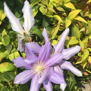 ゆきりんごのアルバム Greensnap グリーンスナップ