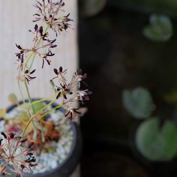 ペラルゴニウム アウリツムの画像 by chippiさん | 小さな庭とペラルゴニウム アウリツムとコーデックスと原種系と冬型と塊根植物とガーデニングと花のある暮らし