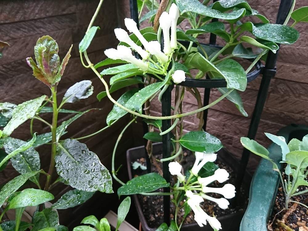 マダガスカルジャスミン 成長日記 Greensnap グリーンスナップ