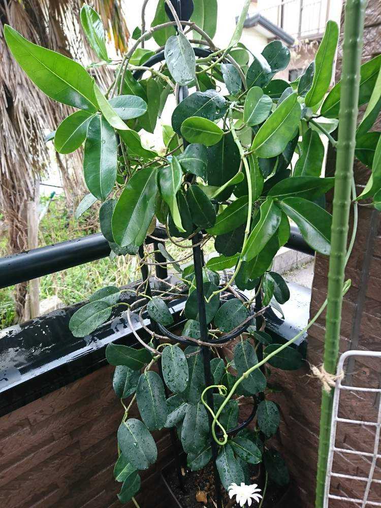 マダガスカルジャスミン 成長日記 Greensnap グリーンスナップ