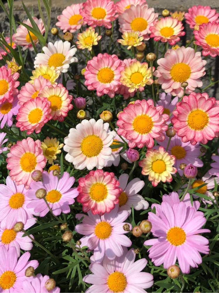 マーガレット スマッシュアプリコットピンクの投稿画像 By カンパニュラさん いっぱーい ー と寄せ植えとお花に元気をいただいてとす て き ᴗ ˬᴗ とだ い好き と鉢植えと ღ ற かわゅ と花のある暮らしと ピンクのはな 月5月1日 Greensnap