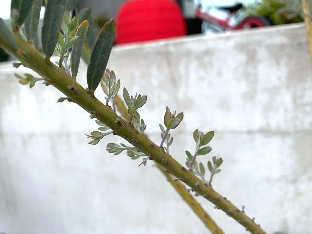 アカシアブルーブッシュの投稿画像 By ニワイチさん 成長記録と花のある暮らしとgreenと切り戻しと新芽と地植え 月5月1日 Greensnap グリーンスナップ
