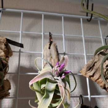 ぐねぐねの投稿画像一覧 Greensnap グリーンスナップ