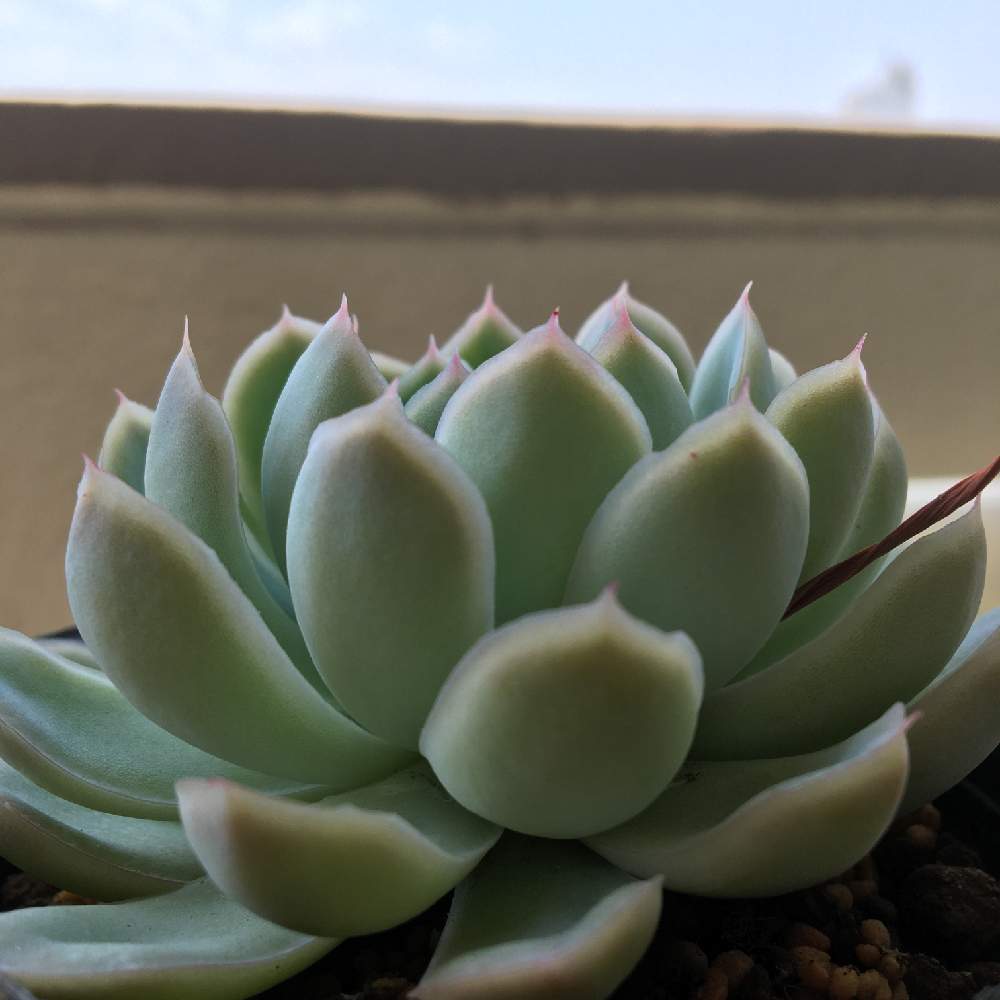 花月夜の投稿画像 By あずこさん 多肉中毒と多肉植物と多肉大好きと多肉女子とたにくにくにくとズボラガーデナーとたにくあそび と加工なし 月5月1日 Greensnap グリーンスナップ