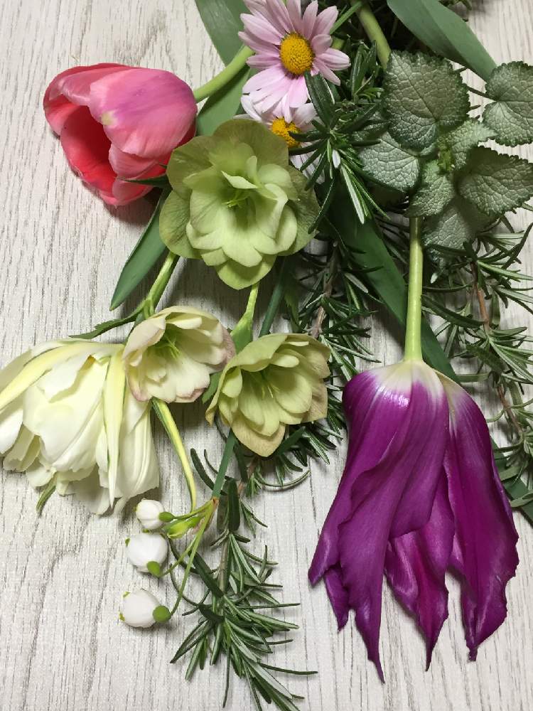 チューリップの投稿画像 By ましゅあんさん 綺麗な花束と面白いとあさとはなたば 月5月1日 Greensnap グリーンスナップ