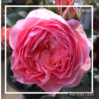 楽しい庭の画像 by アナベルさん | エクステリアと医療・介護の皆様に感謝とロザリアン入門とばら バラ 薔薇とピンクの花といろいろあります！と癒しとナチュラルガーデンとみどり大好きと植中毒と新米ロザリアンとバラ ロマンティックチュチュと楽しい庭と花のある暮らしとロサオリエンティスと草花大好きとGSでバラ園
