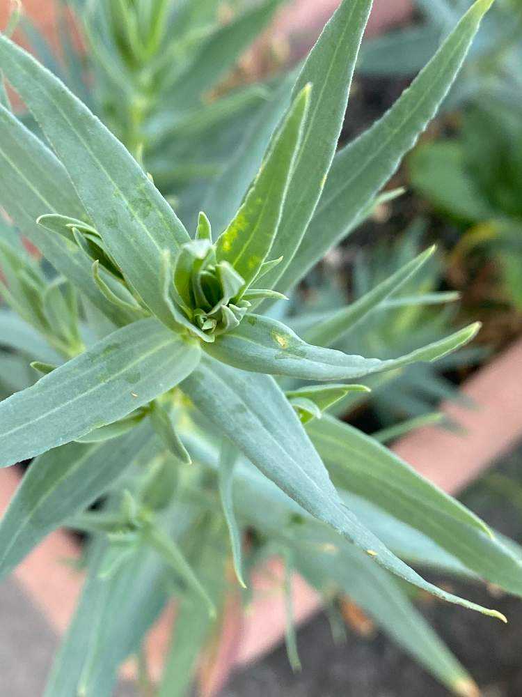 かすみ草の成長記録 Greensnap グリーンスナップ