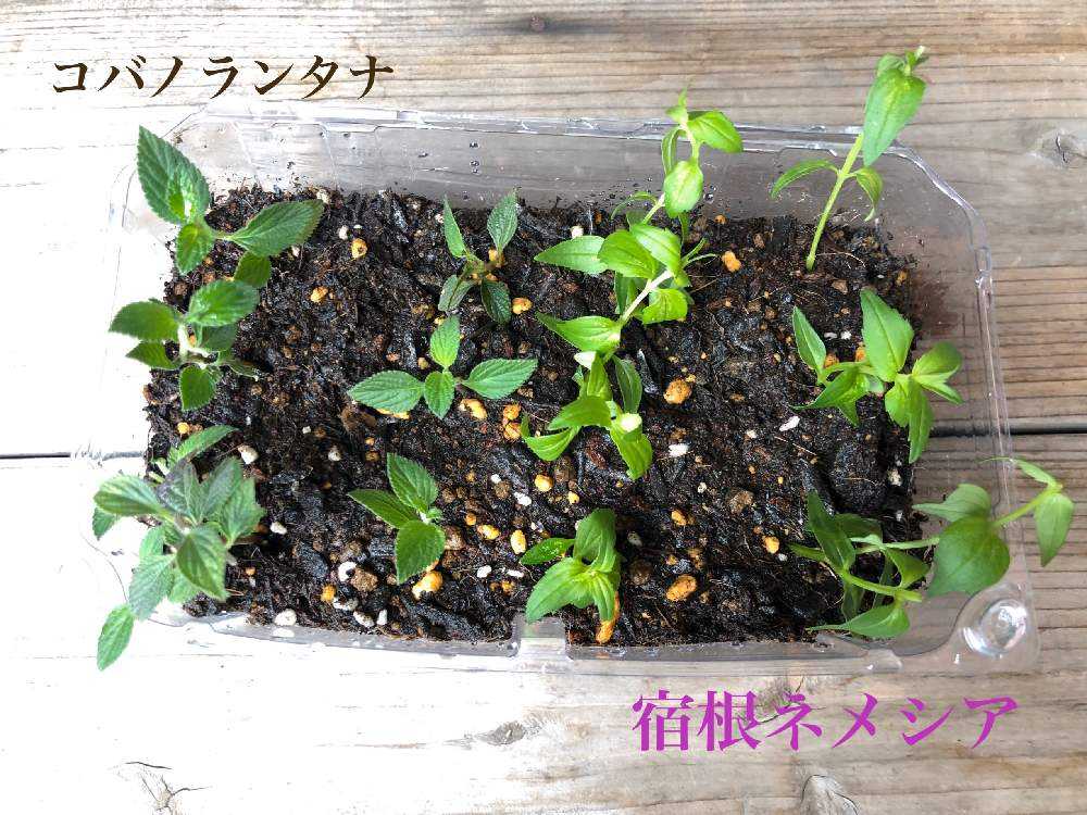 コバノランタナ3年越しの満開と挿木 21 9 8追記 Greensnap グリーンスナップ コバノランタナ3年越しの満開と挿木 21 9 8追記 Greensnap グリーンスナップ
