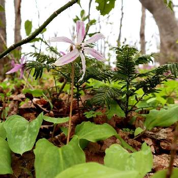 片栗の投稿画像一覧 Greensnap グリーンスナップ